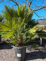 Europese dwergpalm Chamaerops Humilis, Enlèvement