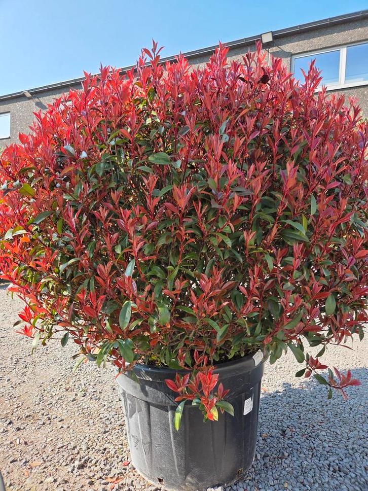 Photinia Carre Rouge, Jardin & Terrasse, Plantes | Arbres, Ombre partielle, Enlèvement