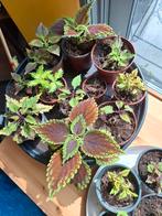 Coleus siernetel, Maison & Meubles, Enlèvement, Autres espèces, Ombre partielle, Moins de 100 cm