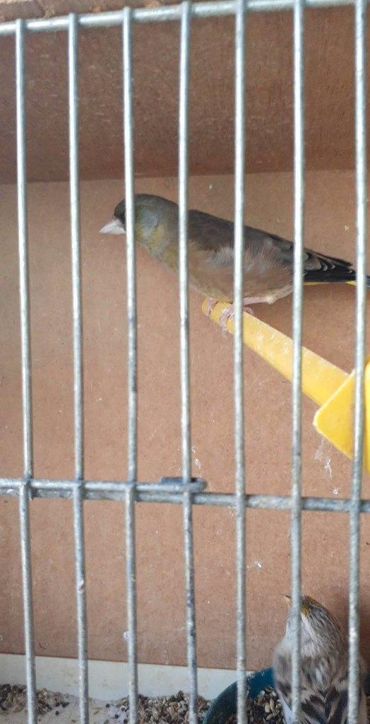 vogels, Animaux & Accessoires, Oiseaux | Oiseaux Autre, Oiseau chanteur sauvage, Mâle, Bagué