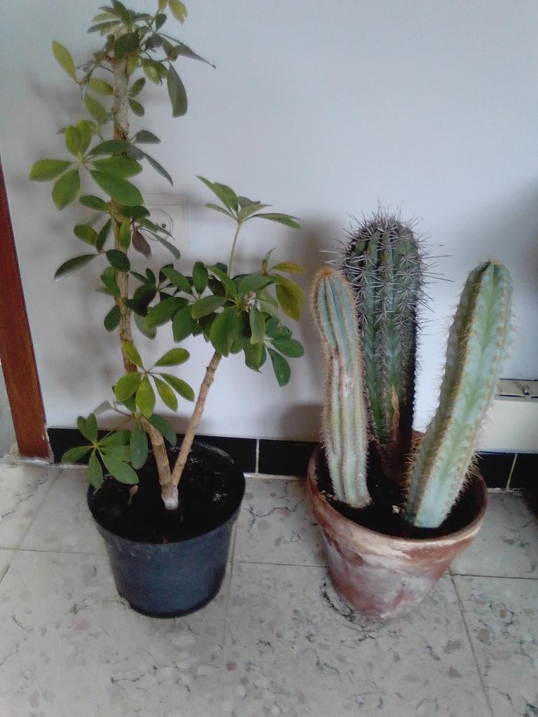 pot met 3 cactussen en 1 pachira, Ophalen