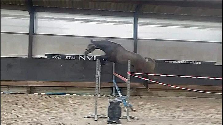 beloftevol springpaard Colman 4 jaar, Animaux & Accessoires, Chevaux, Hongre, M, 170 à 175 cm, 3 à 6 ans, Cheval de saut, Avec pedigree