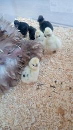 Broedeieren Zijdehoen, Dieren en Toebehoren, Pluimvee