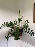Zamioculcas, Huis en Inrichting, Kamerplanten, Ophalen of Verzenden, Minder dan 100 cm, Groenteplant, Volle zon