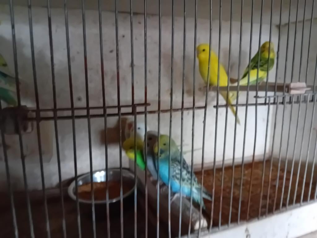 Grasparkieten, Dieren en Toebehoren, Vogels | Parkieten en Papegaaien, Meerdere dieren, Parkiet