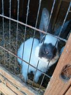 Vonge vlees konijnen 15 per stuk 6 zwarte en 2 wit zwarte, Dieren en Toebehoren