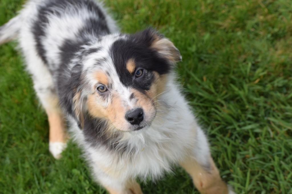 Australische herder pups of Aussi, Dieren en Toebehoren, België, 15 weken tot 1 jaar, Meerdere, Meerdere dieren