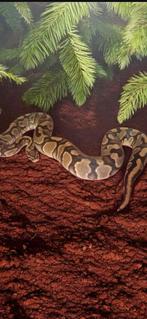 Ball python # pythonregius#slang, Dieren en Toebehoren, Slang