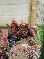 Ukkelse baardkriel hanen, Dieren en Toebehoren, Pluimvee