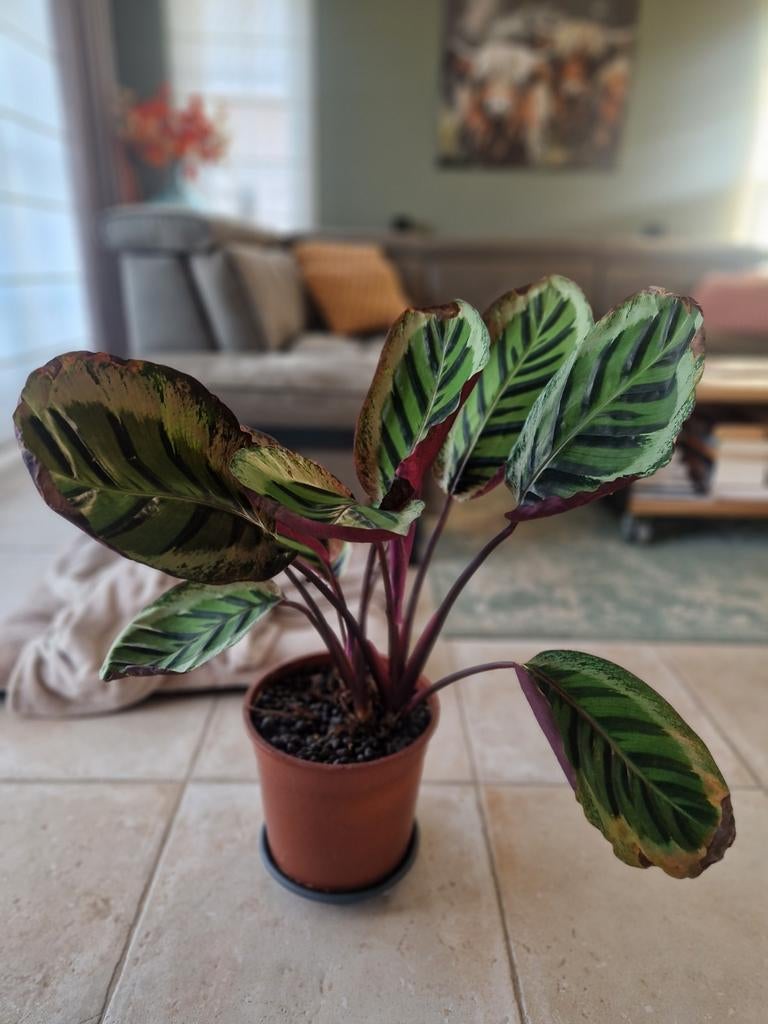 Mooie Calathea met nieuwe scheuten, Huis en Inrichting, Kamerplanten, Ophalen