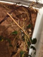 Gratis wandelende takken, Ophalen