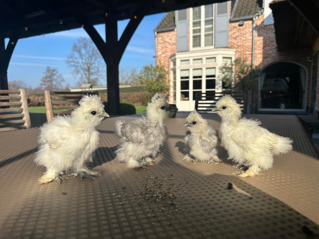 Broedeieren zijdehoen, Dieren en Toebehoren