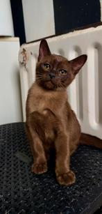 Europese Burmese, Chat, Vermifugé, 0 à 2 ans