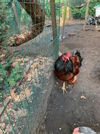 Mix Brahma met Rhode island haan, Dieren en Toebehoren, Pluimvee, Mannelijk, Kip