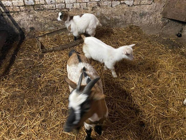 dwergeitjes, Dieren en Toebehoren, Schapen, Geiten en Varkens, Geit, Meerdere dieren, 0 tot 2 jaar