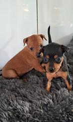 Dwergpinscher (met stamboom), Dieren en Toebehoren, Parvo, België, Overige rassen, 8 tot 15 weken