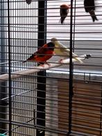 Kapoetsensijs, Dieren en Toebehoren, Vogels | Overige Vogels