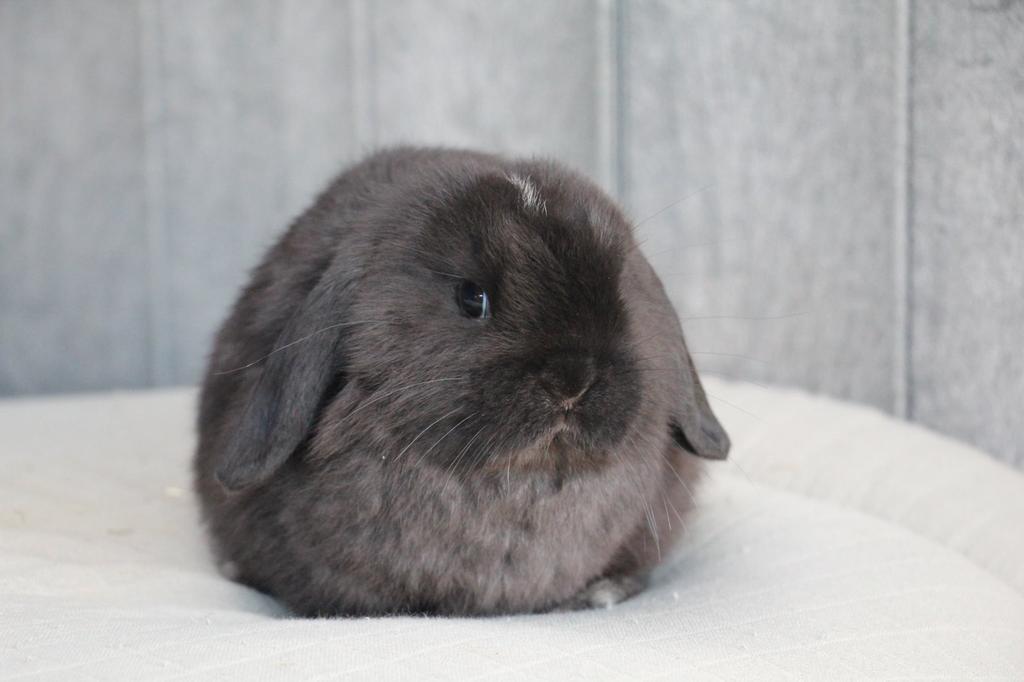 Minilop rammelaar, Dieren en Toebehoren, Mannelijk, Klein, Hangoor, 0 tot 2 jaar