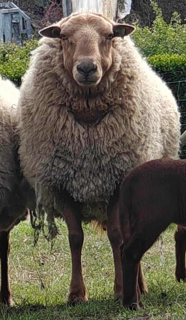 Prachtige Ardense voskop ooi, Dieren en Toebehoren, Schapen, Geiten en Varkens
