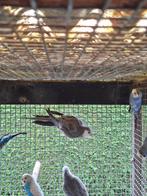 Valkparkiet 2025, Dieren en Toebehoren, Geringd