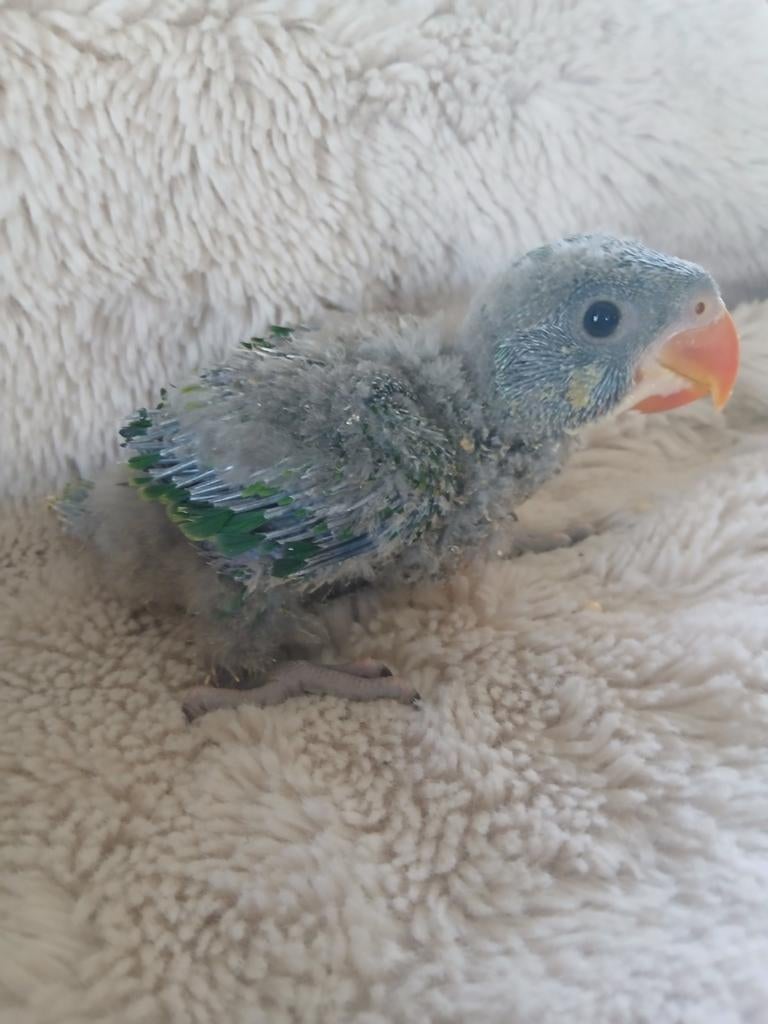 derbyans  voor hand opfok, Geslacht onbekend, Parkiet, Geringd