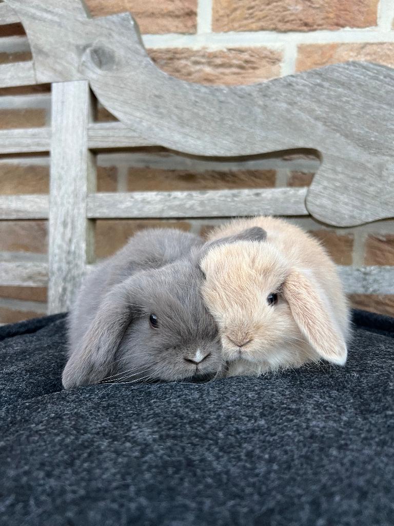 Minilop nestje, Dieren en Toebehoren, Konijnen, Meerdere dieren, Klein, Hangoor, 0 tot 2 jaar
