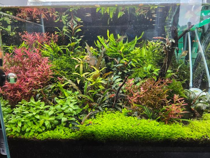 Aquarium planten, Dieren en Toebehoren, Vissen | Aquaria en Toebehoren, Ophalen