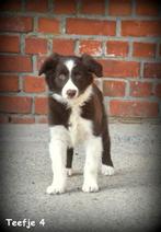 Border Collie pups, Parvo, België, 8 tot 15 weken, Collie