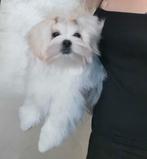 Maltezer reutje, 15 semaines à 1 an, Étranger, Chien (mâle), Hépatite contagieuse (maladie de Rubarth)