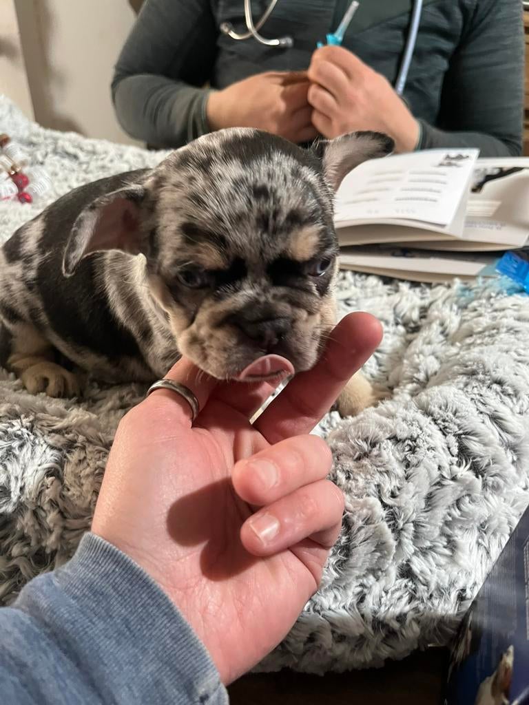 Franse bulldog reutjes ouders dna getest, Dieren en Toebehoren, Honden | Bulldogs, Pinschers en Molossers, Reu, Bulldog, Fokker | Hobbymatig