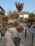 Photinia Fras. Little Red Robin ponpon, Enlèvement, Ombre partielle