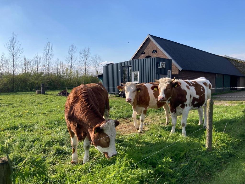 Instapklaar Tiny house, Caravans en Kamperen, Mobilhomes, Particulier, tot en met 2, Integraal, 8 tot 9 meter, 7 tot 8 meter, Elekrische verwarming