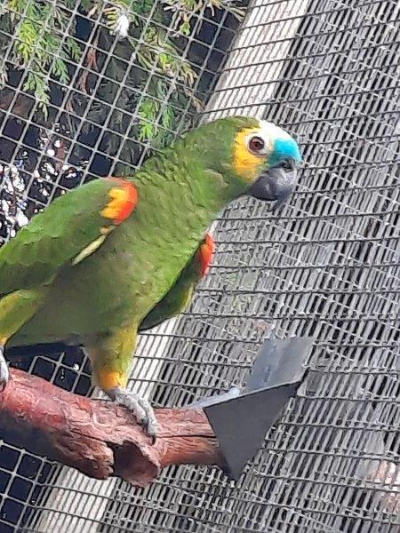 5 papegaaien ophalen ; 300 euro...., Dieren en Toebehoren, Vogels | Parkieten en Papegaaien, Papegaai, Mannelijk