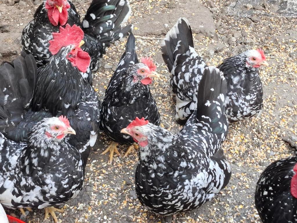 Broedeieren chabo, Animaux & Accessoires