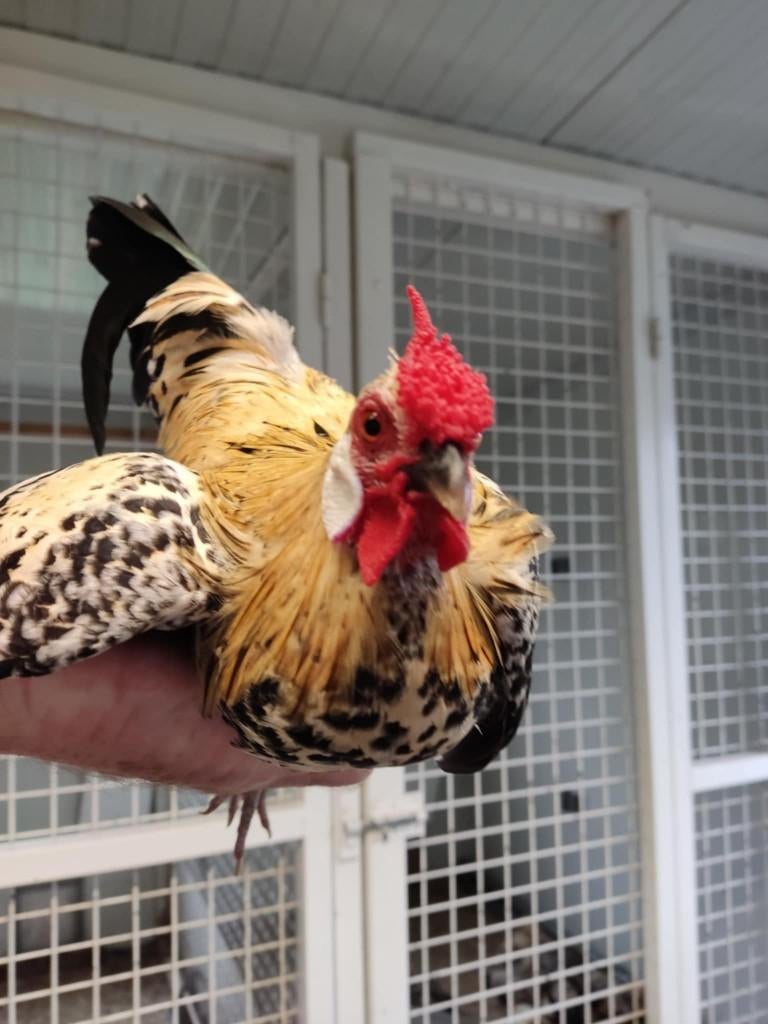 pluimvee, Femelle, Poule ou poulet