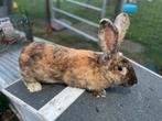 Reuzenvlinder/ lotharinger voedster, Animaux & Accessoires, Lapins