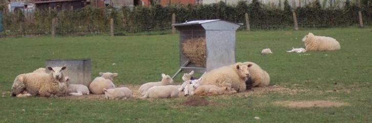 Schapen met lammeren, Dieren en Toebehoren, Schapen, Geiten en Varkens