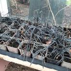 siergras, Tuin en Terras, Planten | Tuinplanten, Ophalen, Volle zon, Vaste plant, Siergrassen