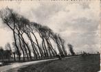 WENDUINE -  Panorama met grote bomen, Verzamelen, Verzenden, Gelopen, West-Vlaanderen