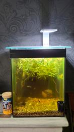 Petit aquarium, Enlèvement