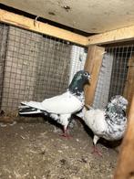 Hogevlieger, Dieren en Toebehoren, Vogels | Duiven