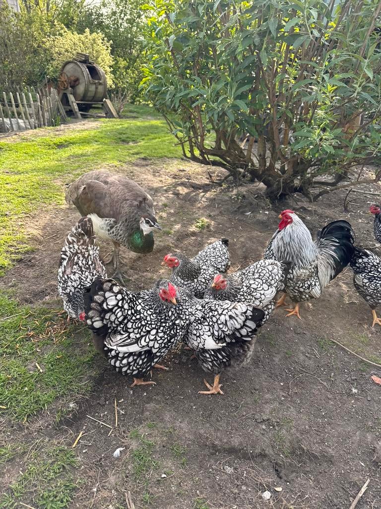 Broedeitjes wyandotte kriel zilverzwart gezoomd