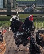 Zoek haan Brahma porselein, Dieren en Toebehoren, Pluimvee