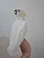 Middel geelkuifkaketoe, Dieren en Toebehoren, Vogels | Parkieten en Papegaaien, Geringd