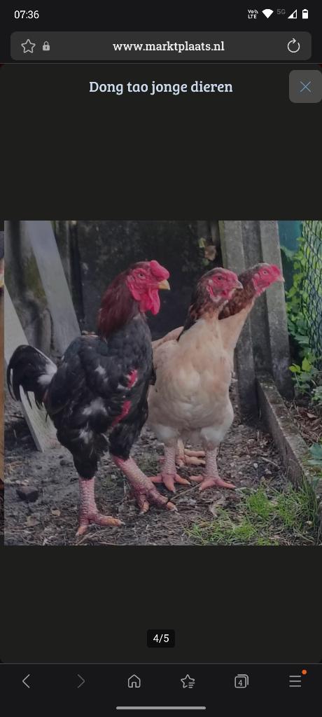 Animaux de la ferme de Dong Tao, Animaux & Accessoires, Volatiles