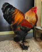 Brahma haantjes meerzomig patrijs uit tentoondtellingsfok, Dieren en Toebehoren, Pluimvee