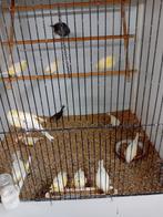 Mooien groote gezonde kanaries tt kwaliteit top kondie