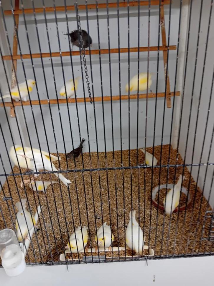 Mooien groote gezonde kanaries tt kwaliteit top kondie, Dieren en Toebehoren, Vogels | Duiven