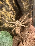 Holconia Immanis (male), Spin of Schorpioen