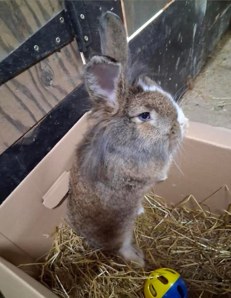 Dwergkonijn, Animaux & Accessoires, Lapins, Petit, Femelle, 0 à 2 ans